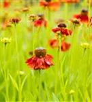 Garten-Sonnenbraut - Helenium x cult.'Moerheim Beauty'