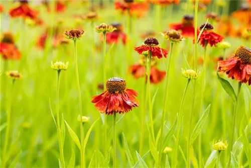 Garten-Sonnenbraut - Helenium x cult.'Moerheim Beauty'