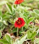 Blutrotblühendes Fingerkraut - Potentilla atrosanguinea