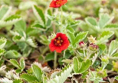 Potentilla atrosanguinea - Blutrotblühendes Fingerkraut