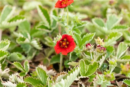 Blutrotblühendes Fingerkraut - Potentilla atrosanguinea