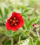 Blutrotblühendes Fingerkraut - Potentilla atrosanguinea