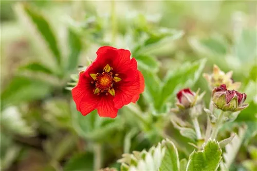 Blutrotblühendes Fingerkraut - Potentilla atrosanguinea