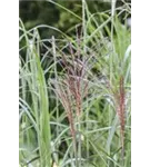 Garten-Chinaschilf, Garten-Landschilf - Miscanthus sinensis 'Malepartus'