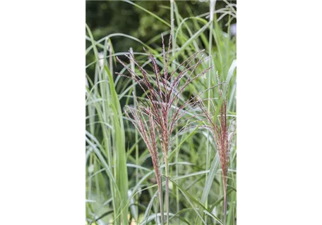 Miscanthus sinensis 'Malepartus' - Garten-Chinaschilf, Garten-Landschilf