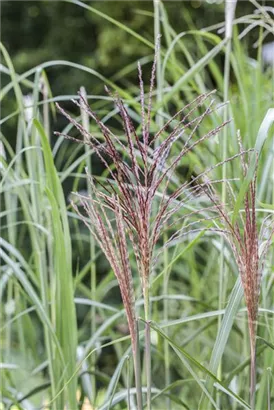 Garten-Chinaschilf, Garten-Landschilf - Miscanthus sinensis 'Malepartus'