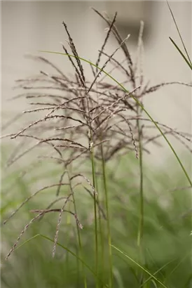 Garten-Chinaschilf, Garten-Landschilf - Miscanthus sinensis 'Malepartus'