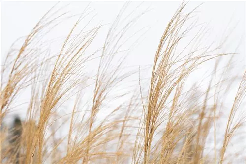 Garten-Chinaschilf, Garten-Landschilf - Miscanthus sinensis 'Malepartus'