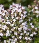 Garten-Dost - Origanum vulgare 'Compactum'