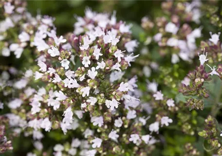 Origanum vulgare 'Compactum' - Garten-Dost