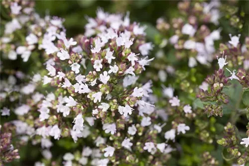 Garten-Dost - Origanum vulgare 'Compactum'