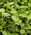 Garten-Dost - Origanum vulgare 'Compactum'