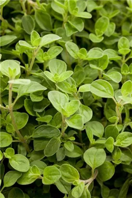 Garten-Dost - Origanum vulgare 'Compactum'