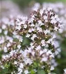 Garten-Dost - Origanum vulgare 'Compactum'