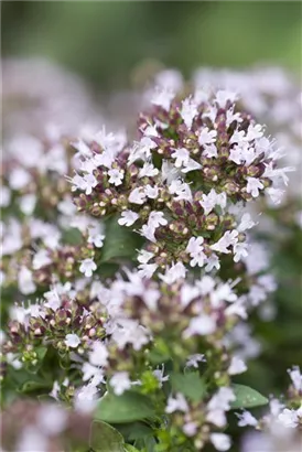 Garten-Dost - Origanum vulgare 'Compactum'