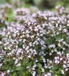 Garten-Dost - Origanum vulgare 'Compactum'