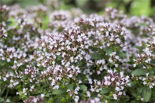 Garten-Dost - Origanum vulgare 'Compactum'