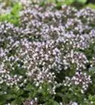 Garten-Dost - Origanum vulgare 'Compactum'