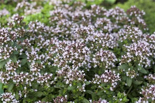 Garten-Dost - Origanum vulgare 'Compactum'