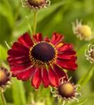 Garten-Sonnenbraut - Helenium x cult.'Rubinzwerg'