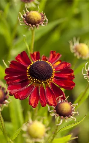 Helenium x cult.'Rubinzwerg'