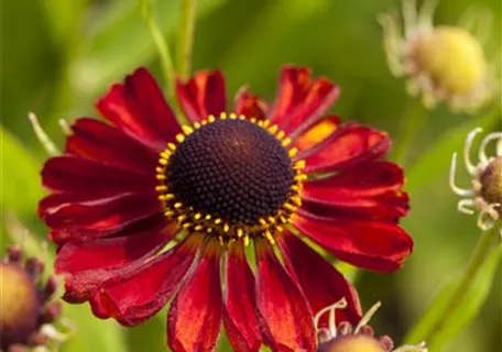 Helenium x cult.'Rubinzwerg' - Garten-Sonnenbraut