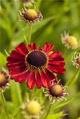 Garten-Sonnenbraut - Helenium x cult.'Rubinzwerg'