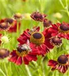 Garten-Sonnenbraut - Helenium x cult.'Rubinzwerg'