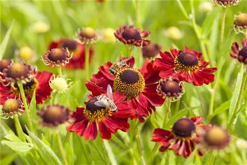 Garten-Sonnenbraut - Helenium x cult.'Rubinzwerg'