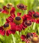 Garten-Sonnenbraut - Helenium x cult.'Rubinzwerg'