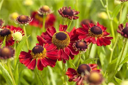 Garten-Sonnenbraut - Helenium x cult.'Rubinzwerg'