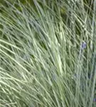 Garten-Chinaschilf, Garten-Landschilf - Miscanthus sinensis 'Morning Light'