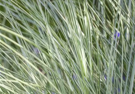 Miscanthus sinensis 'Morning Light' - Garten-Chinaschilf, Garten-Landschilf