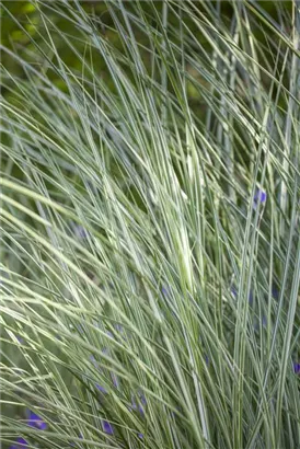 Garten-Chinaschilf, Garten-Landschilf - Miscanthus sinensis 'Morning Light'