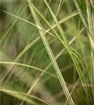 Garten-Chinaschilf, Garten-Landschilf - Miscanthus sinensis 'Morning Light'