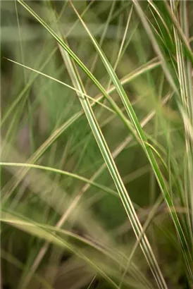 Garten-Chinaschilf, Garten-Landschilf - Miscanthus sinensis 'Morning Light'