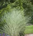 Garten-Chinaschilf, Garten-Landschilf - Miscanthus sinensis 'Morning Light'