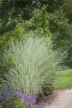 Garten-Chinaschilf, Garten-Landschilf - Miscanthus sinensis 'Morning Light'