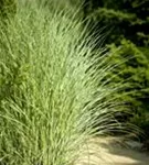 Garten-Chinaschilf, Garten-Landschilf - Miscanthus sinensis 'Morning Light'