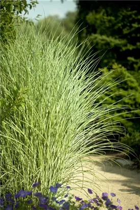 Garten-Chinaschilf, Garten-Landschilf - Miscanthus sinensis 'Morning Light'