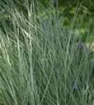 Garten-Chinaschilf, Garten-Landschilf - Miscanthus sinensis 'Morning Light'