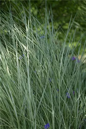 Garten-Chinaschilf, Garten-Landschilf - Miscanthus sinensis 'Morning Light'