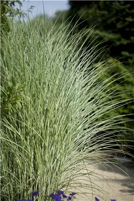 Garten-Chinaschilf, Garten-Landschilf - Miscanthus sinensis 'Morning Light'