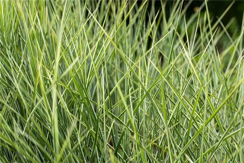 Garten-Chinaschilf, Garten-Landschilf - Miscanthus sinensis 'Morning Light'