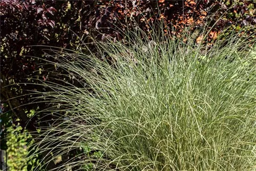 Garten-Chinaschilf, Garten-Landschilf - Miscanthus sinensis 'Morning Light'