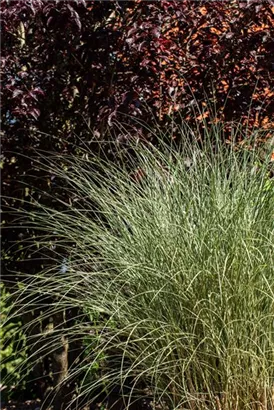 Garten-Chinaschilf, Garten-Landschilf - Miscanthus sinensis 'Morning Light'