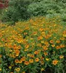 Garten-Sonnenbraut - Helenium x cult.'Waltraud'