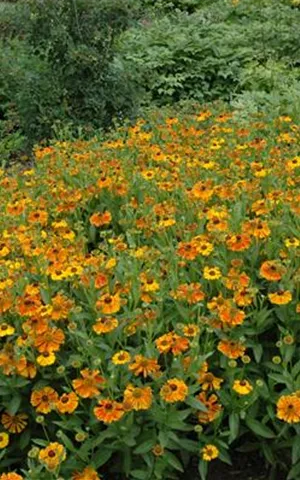 Helenium x cult.'Waltraud'