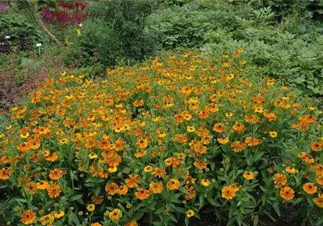 Helenium x cult.'Waltraud' - Garten-Sonnenbraut