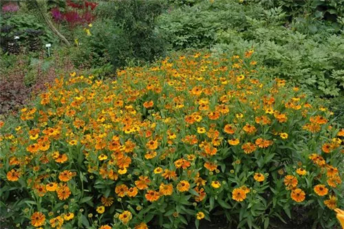 Garten-Sonnenbraut - Helenium x cult.'Waltraud'